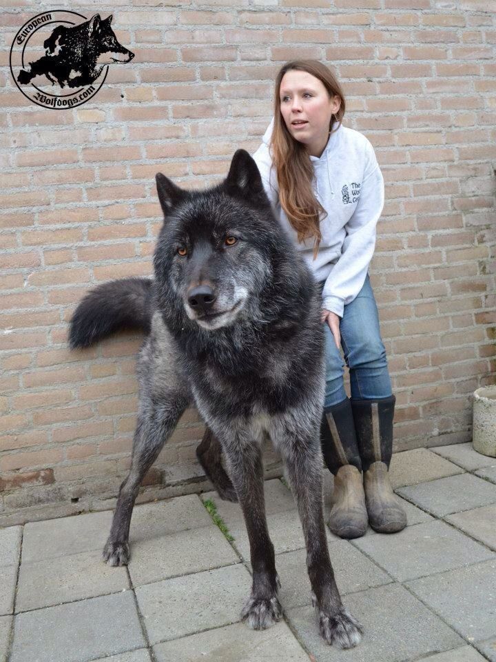 Wolf Dog Hybrid , HD Wallpaper & Backgrounds
