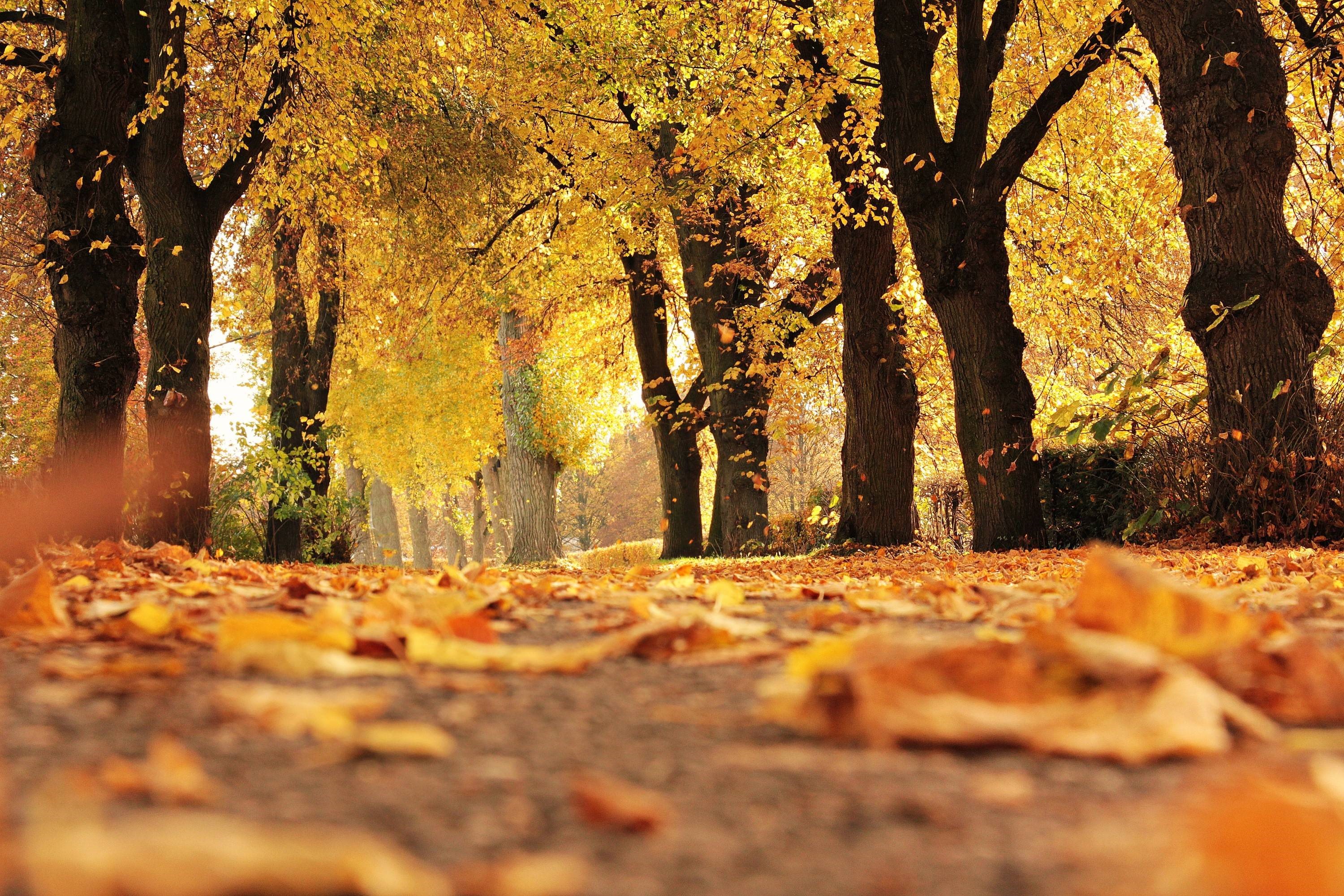 Autumn Nature , HD Wallpaper & Backgrounds