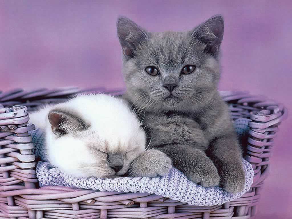 Cute Cat Pictures - Have A Lovely Thursday Cute , HD Wallpaper & Backgrounds