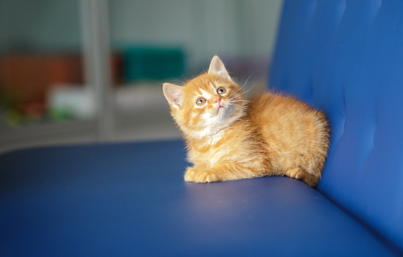 Photo Wallpaper Cat, Look, Blue, Kitty, Background, - Arabian Mau , HD Wallpaper & Backgrounds
