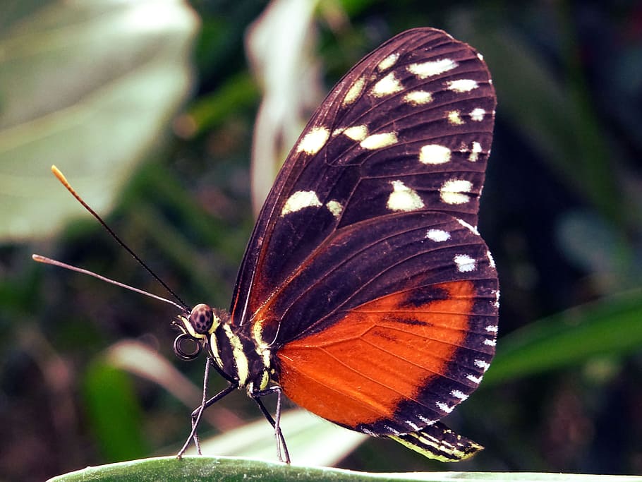 Nature, Summer, Garden, Animal, Antenna, Beautiful, - Photography , HD Wallpaper & Backgrounds