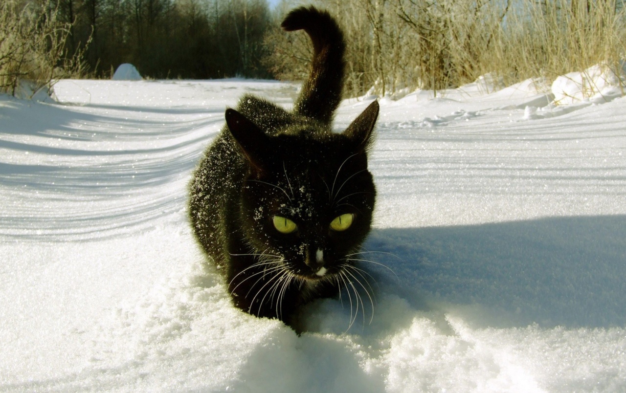 Cute Cat Wallpaers - Black Cat In The Snow , HD Wallpaper & Backgrounds