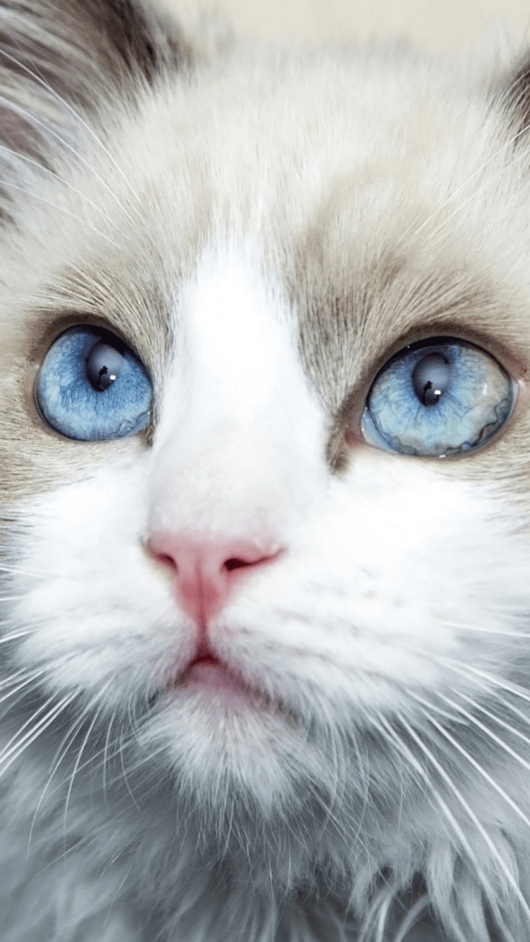 White Cat With Blue Eyes Wallpapers Phone , HD Wallpaper & Backgrounds