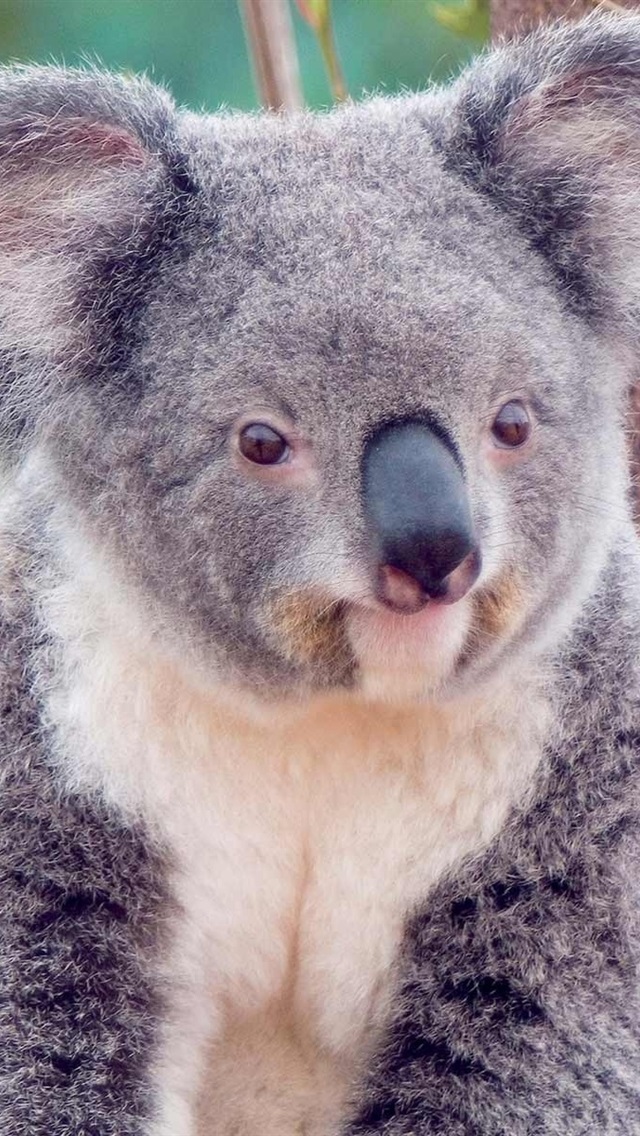 Cute Koala Wallpaper Iphone , HD Wallpaper & Backgrounds