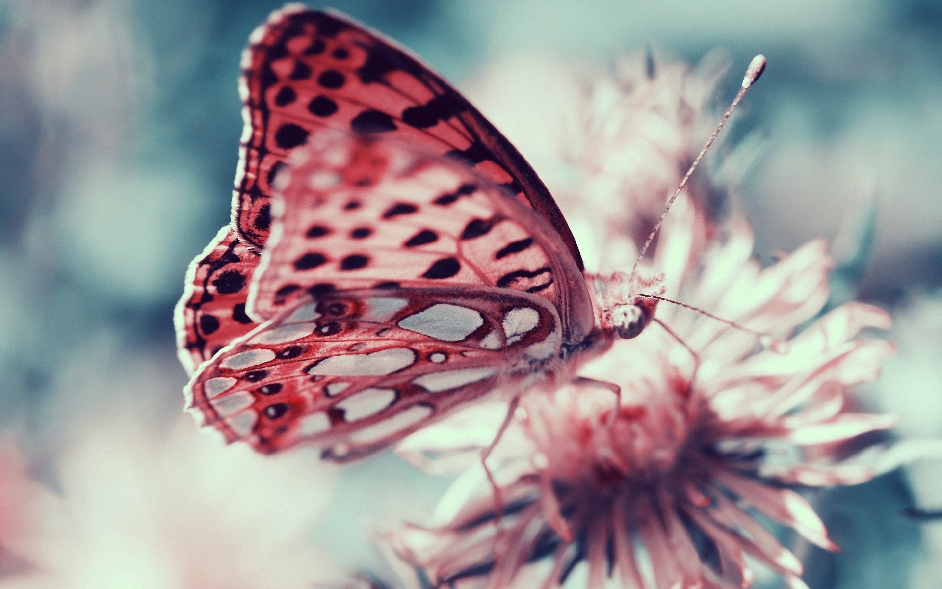 Pink Butterfly Wallpaper , HD Wallpaper & Backgrounds