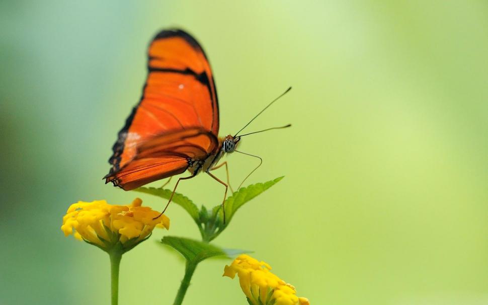 Beautiful Butterfly Wallpaper,animals Hd Wallpaper,green - Ye Kamyabian Ye Izzat Ye Naam Tumse Hai , HD Wallpaper & Backgrounds