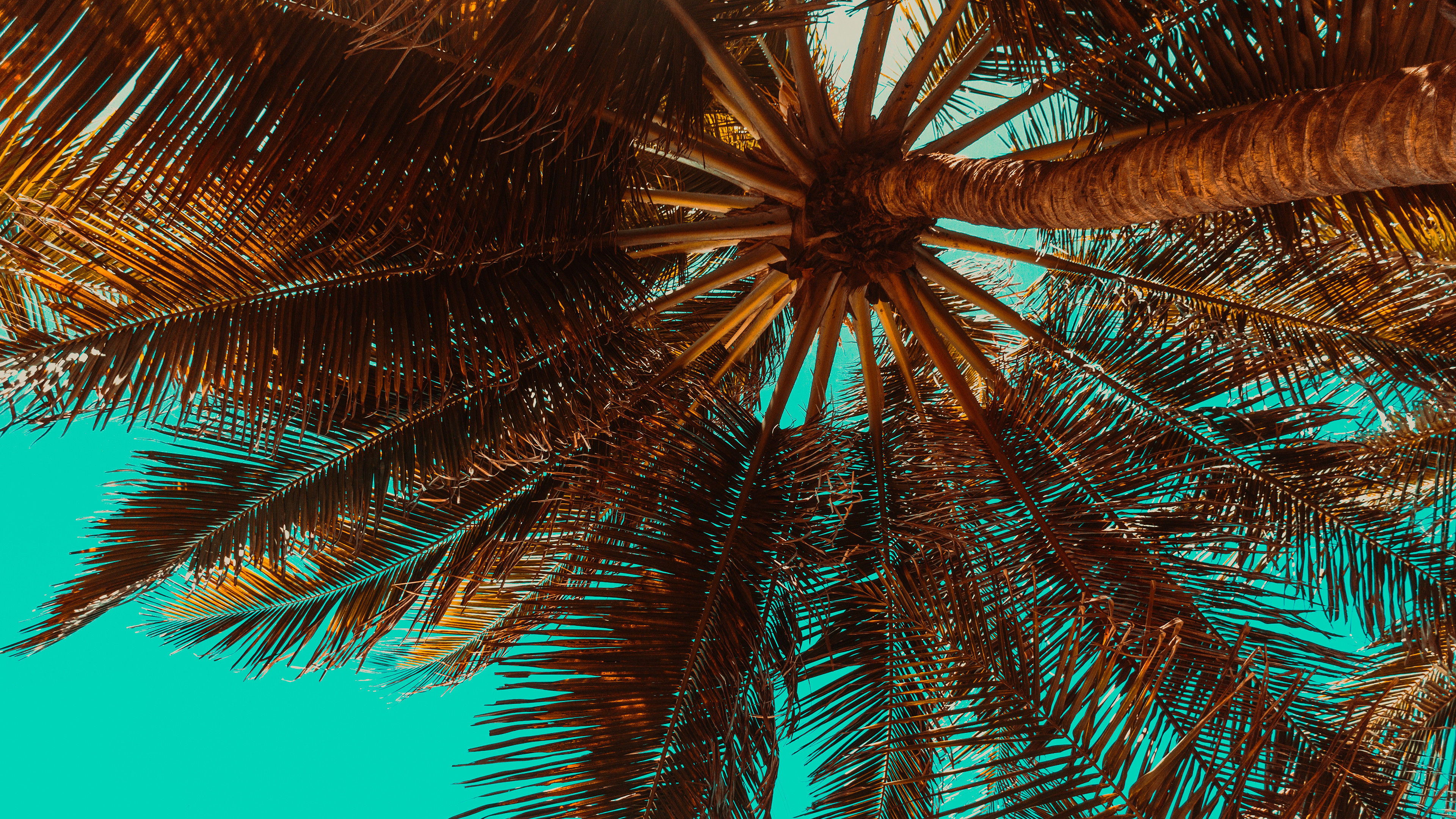 Tropical Palm Tree Chromebook Wallpaper - Palm Trees Desktop Background , HD Wallpaper & Backgrounds