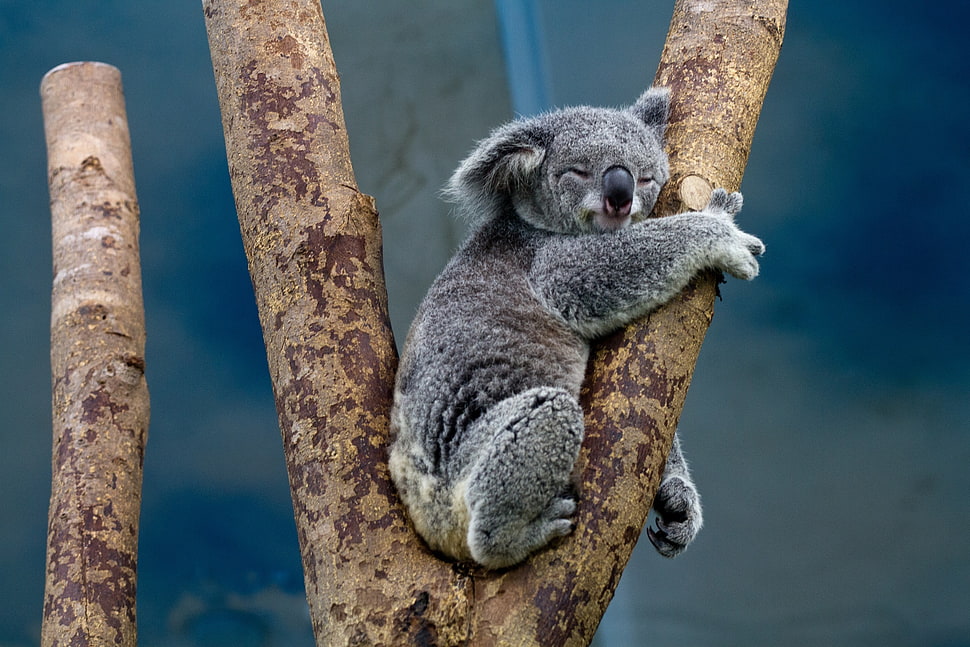 Koala Bear Hd Wallpaper - Koala Sleeping In A Tree , HD Wallpaper & Backgrounds