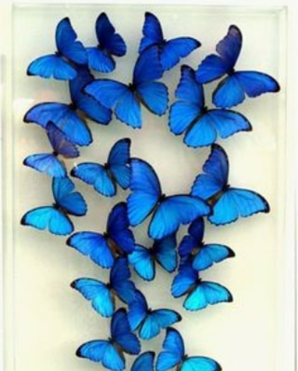 Blue, Butterfly, And Wallpaper Image - Girl Should Be Like A Butterfly , HD Wallpaper & Backgrounds
