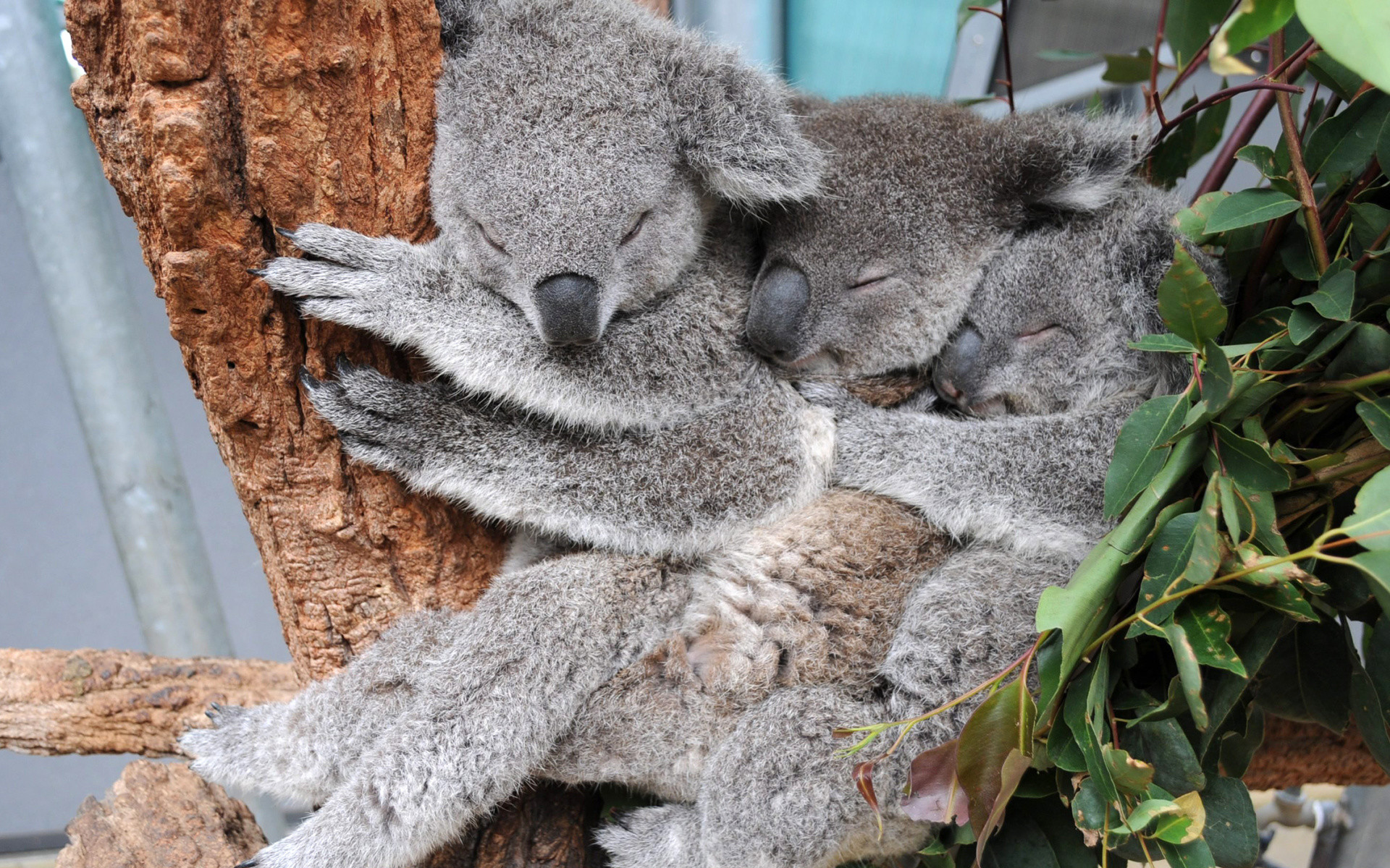 Wallpaper Wombat, Marsupial, Zoo, Bear, Koala 
 Data - Taronga Zoo Koalas , HD Wallpaper & Backgrounds