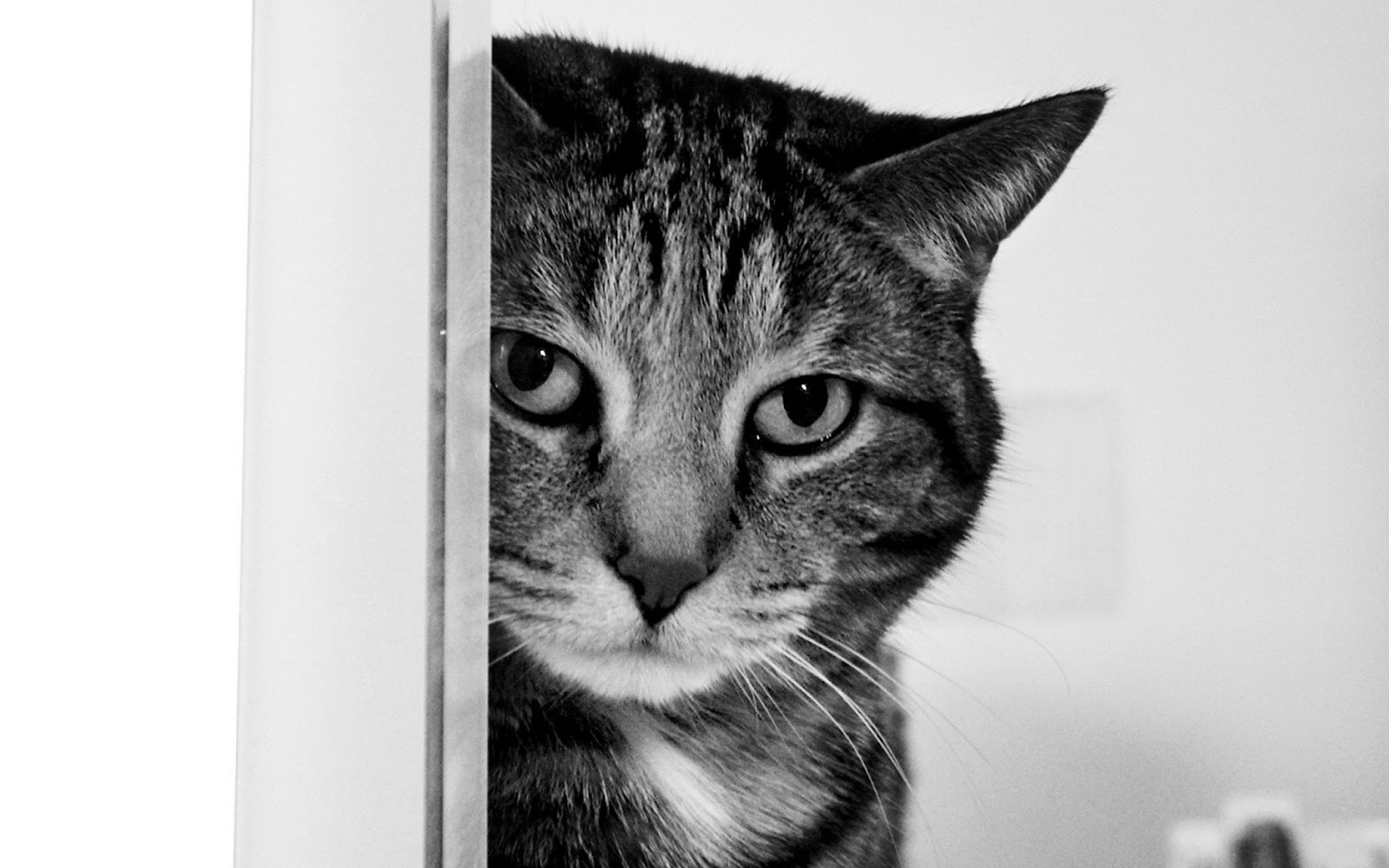 Cat Wallpapers - Cat Behind Door , HD Wallpaper & Backgrounds