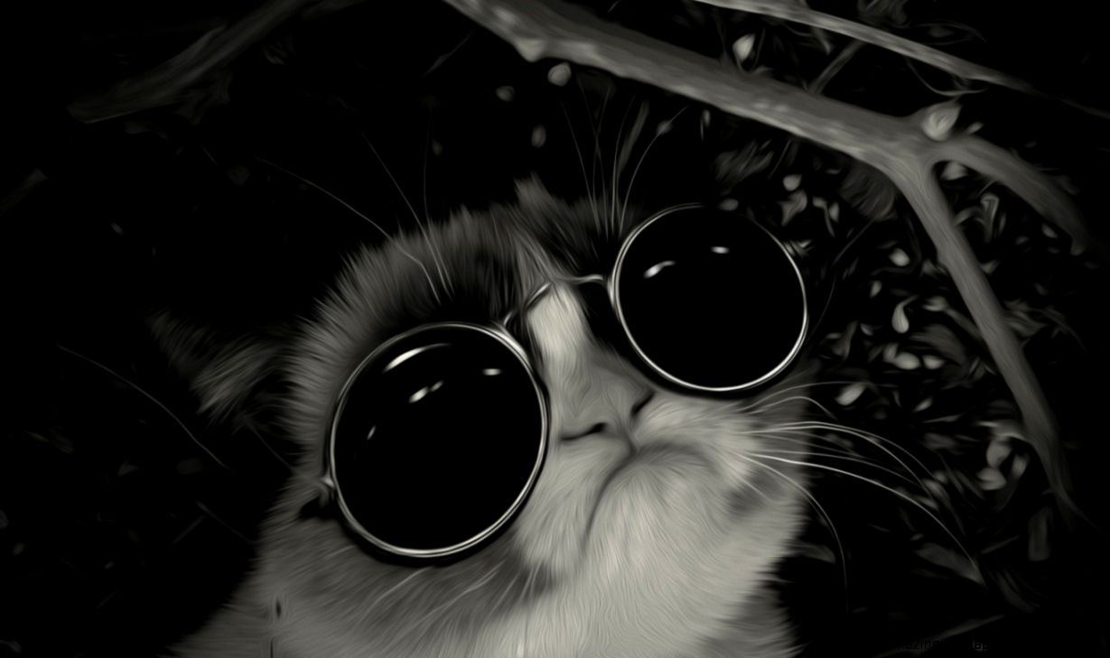 Cool Backgrounds Cats Images - 1680 X 1050 Hd , HD Wallpaper & Backgrounds