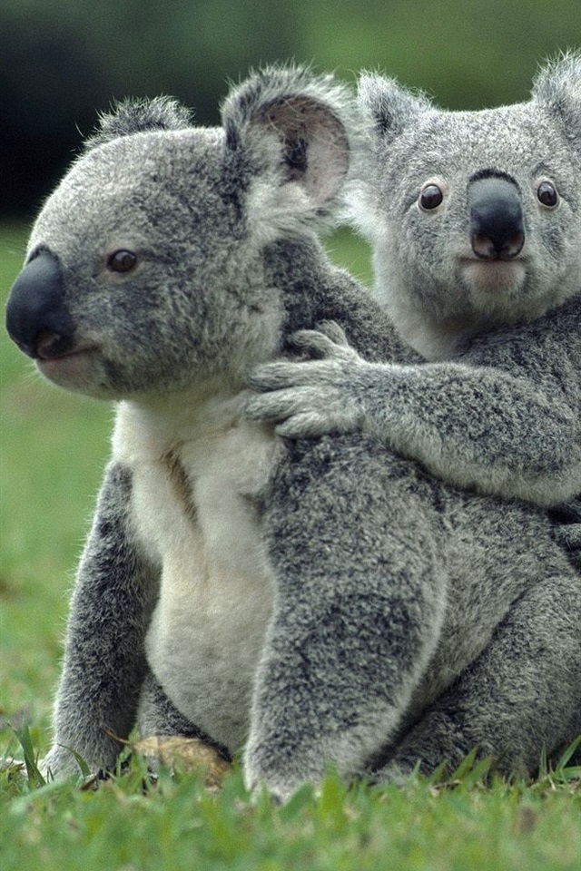 Koala Australia , HD Wallpaper & Backgrounds