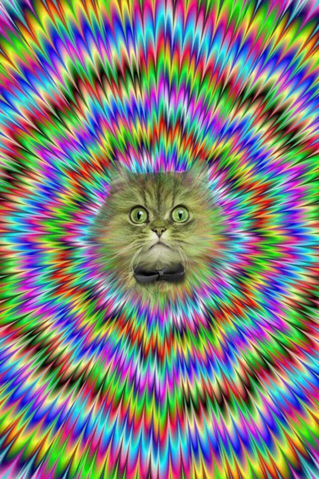 Psychedelic Cat , HD Wallpaper & Backgrounds