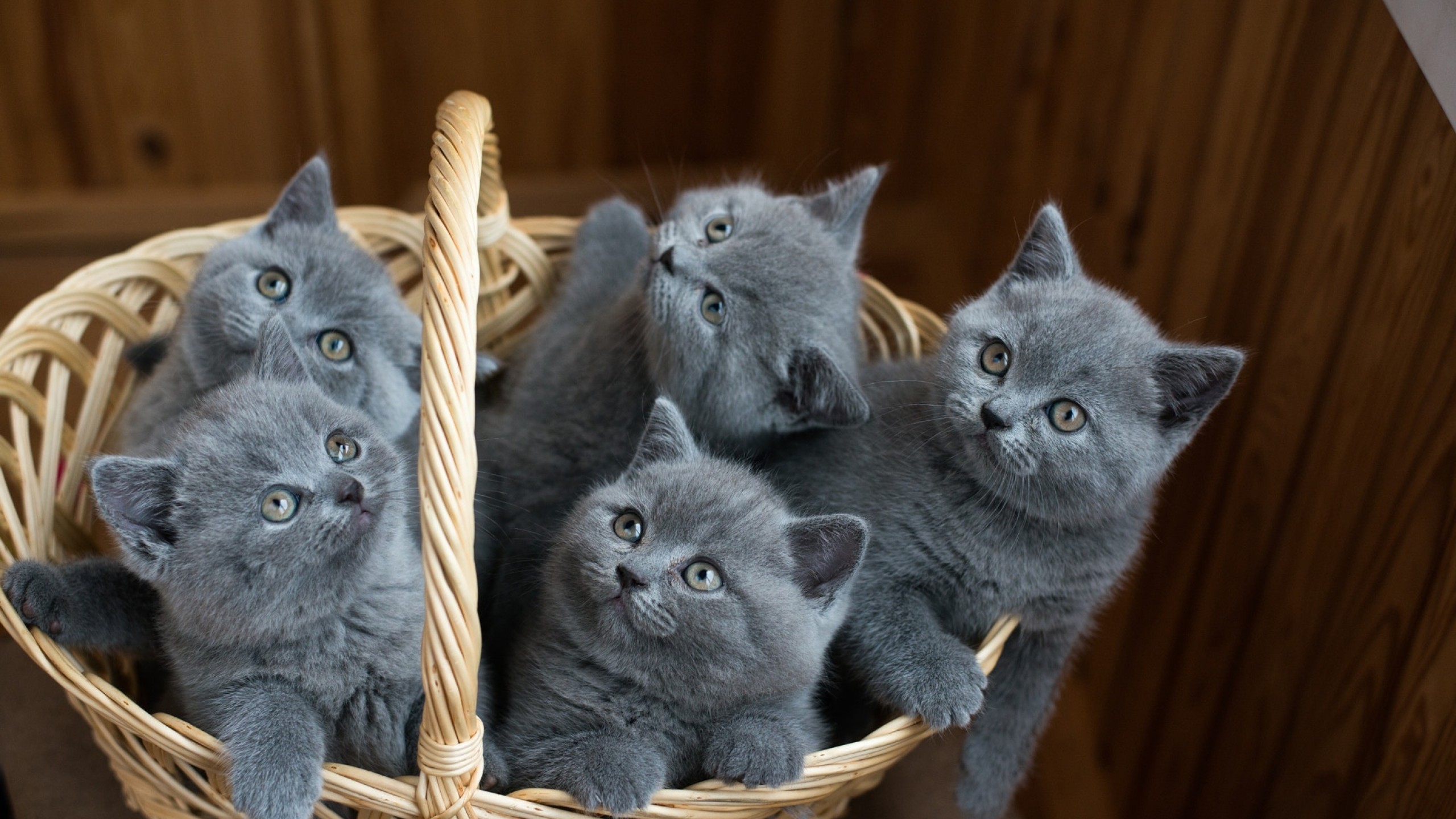 Cute Cats, Basket, Kitten - Mavi Rus Kedisi Yavru , HD Wallpaper & Backgrounds
