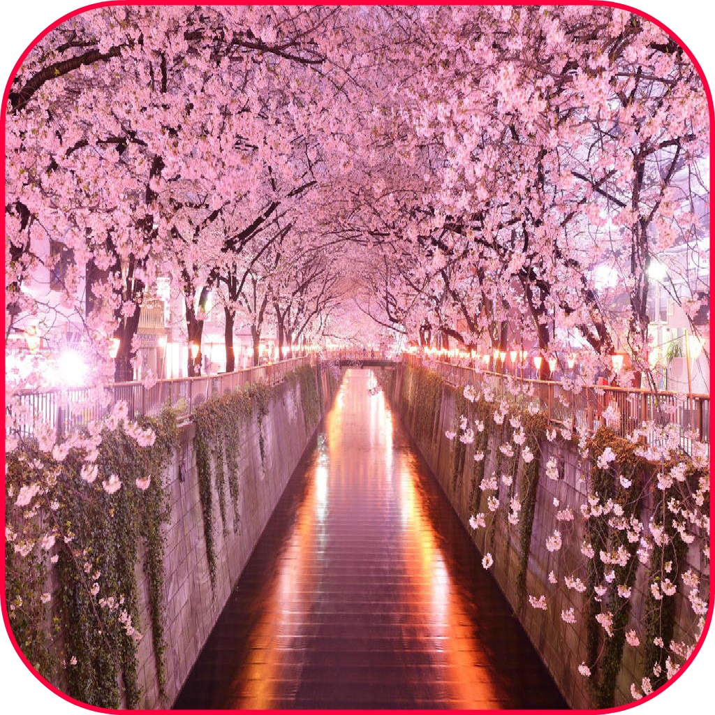 Sakura Live Wallpaper Frame Cherry Blossom - Hd Wallpaper Sakura Flower , HD Wallpaper & Backgrounds