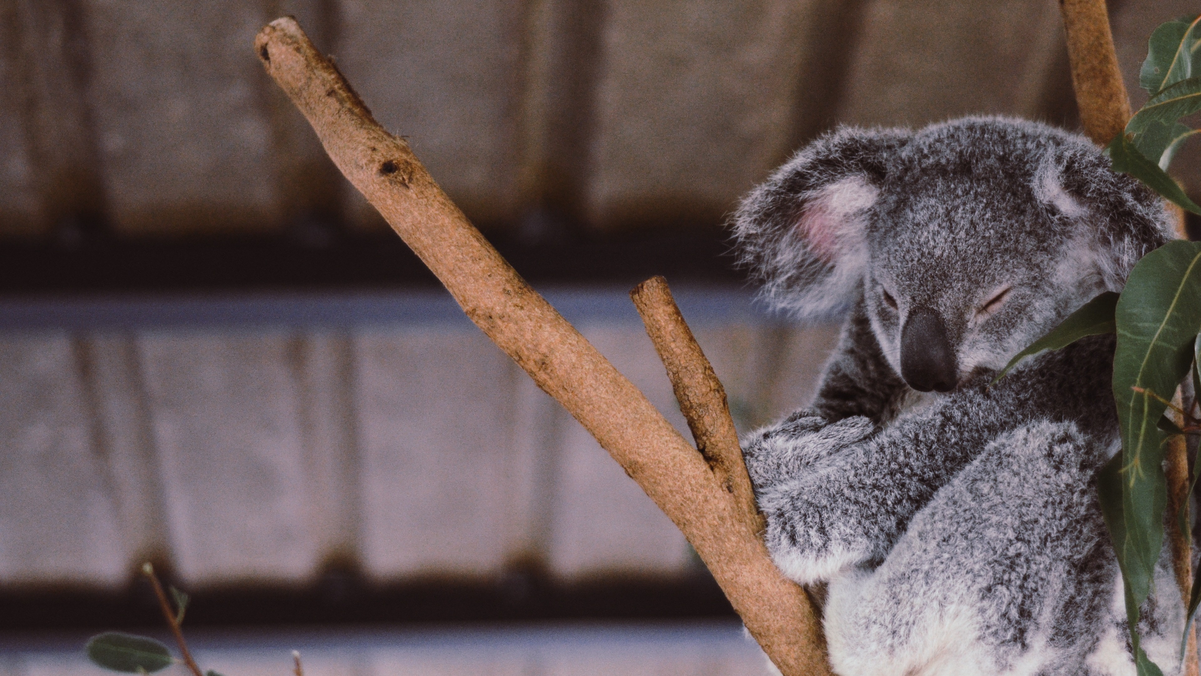 Koala Sleeping In Branch 4k Wallpaper - Baby Koala Wallpaper Iphone , HD Wallpaper & Backgrounds