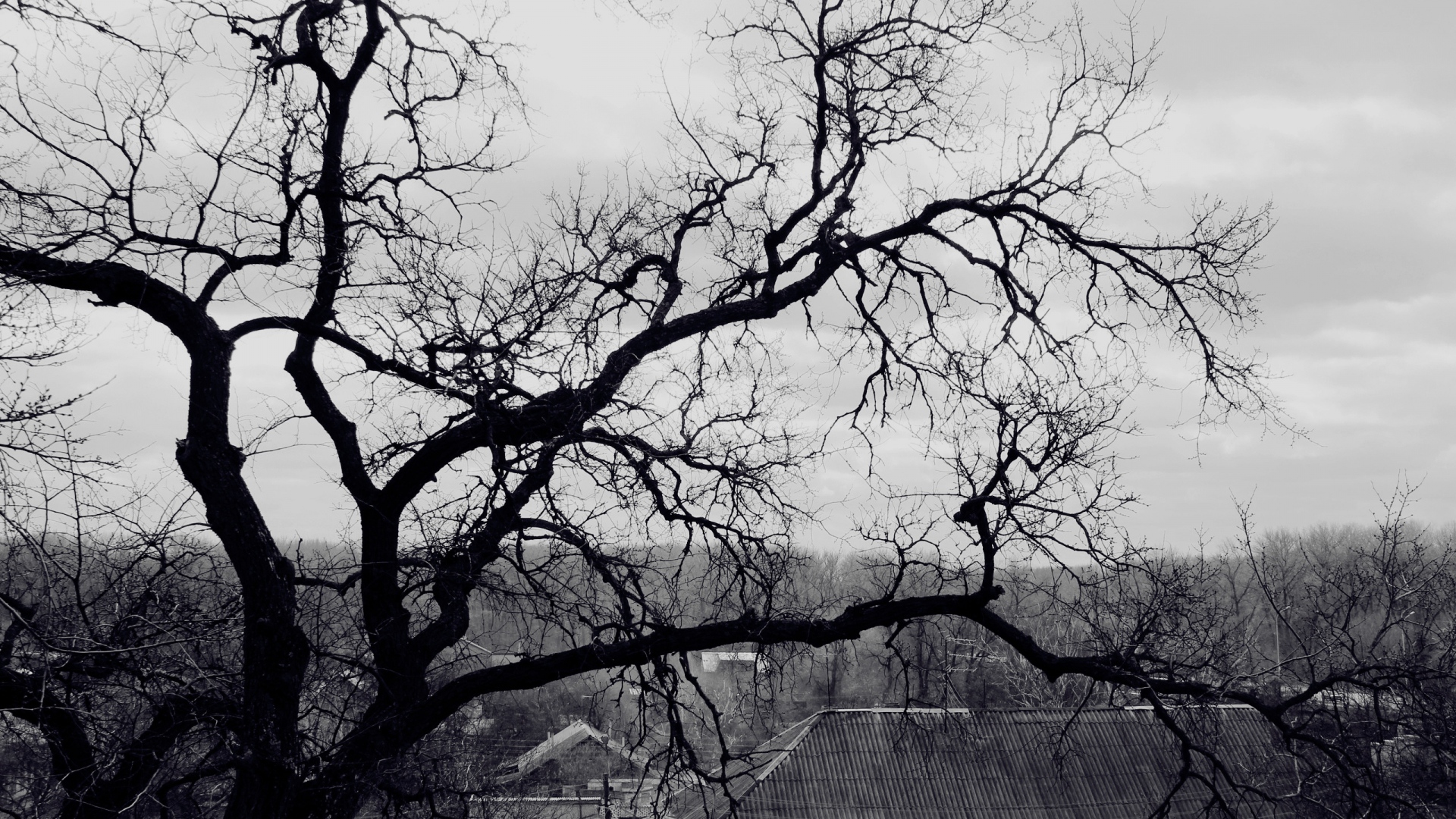 Tree, Branches, Black And White - Black And White , HD Wallpaper & Backgrounds