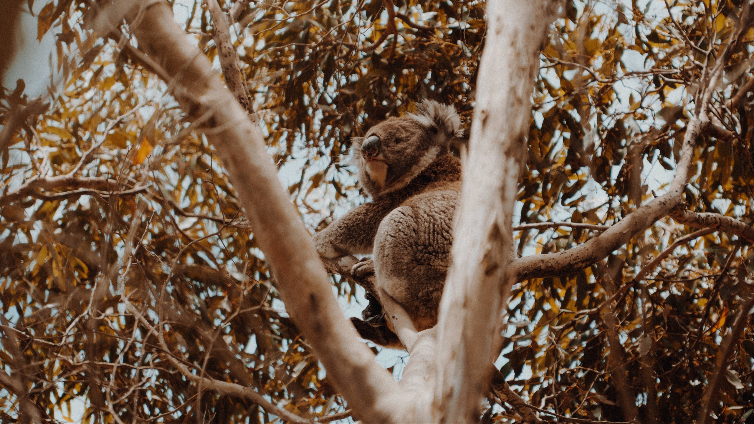 Wallpaper Koala, Tree, Animal, Exotic, Wildlife - Koala Wallpaper 16 9 , HD Wallpaper & Backgrounds