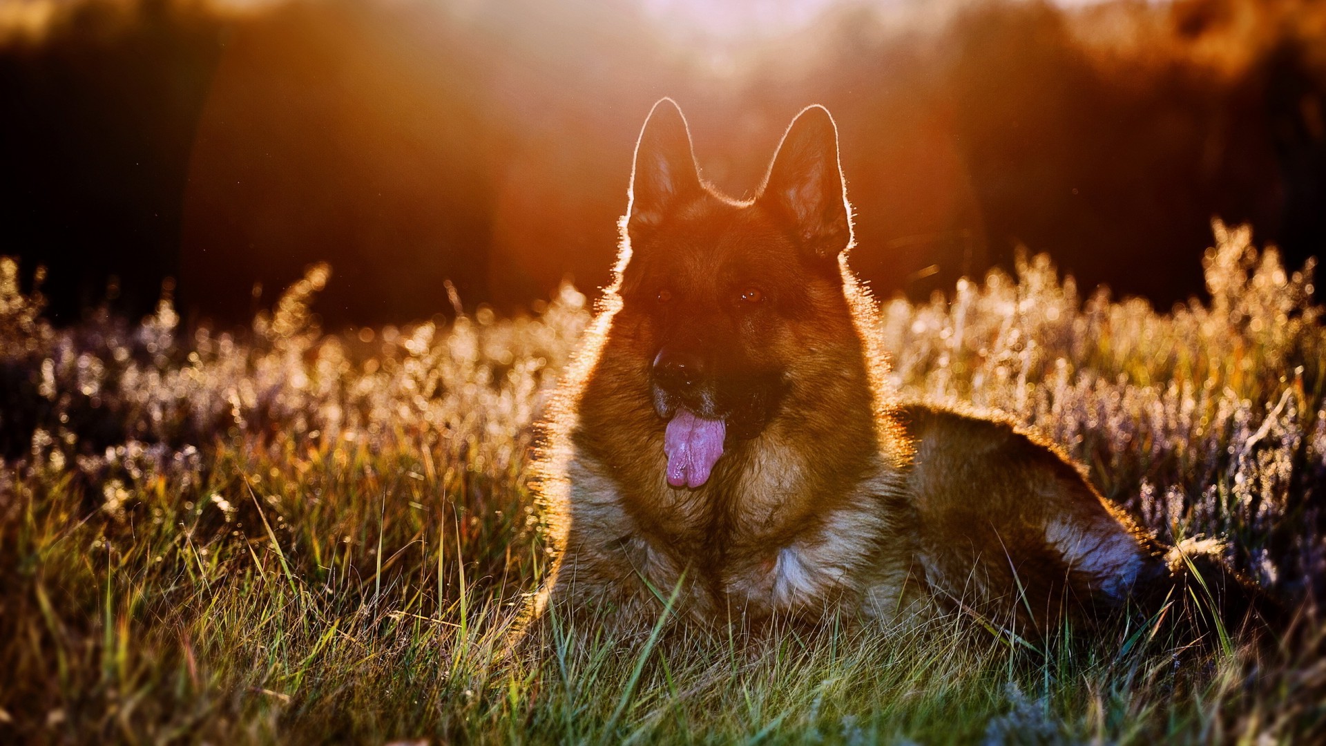 Guard Dog , HD Wallpaper & Backgrounds