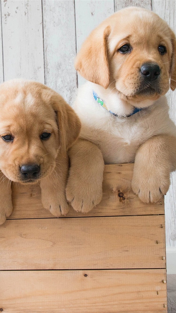 Cute Golden Retriever , HD Wallpaper & Backgrounds