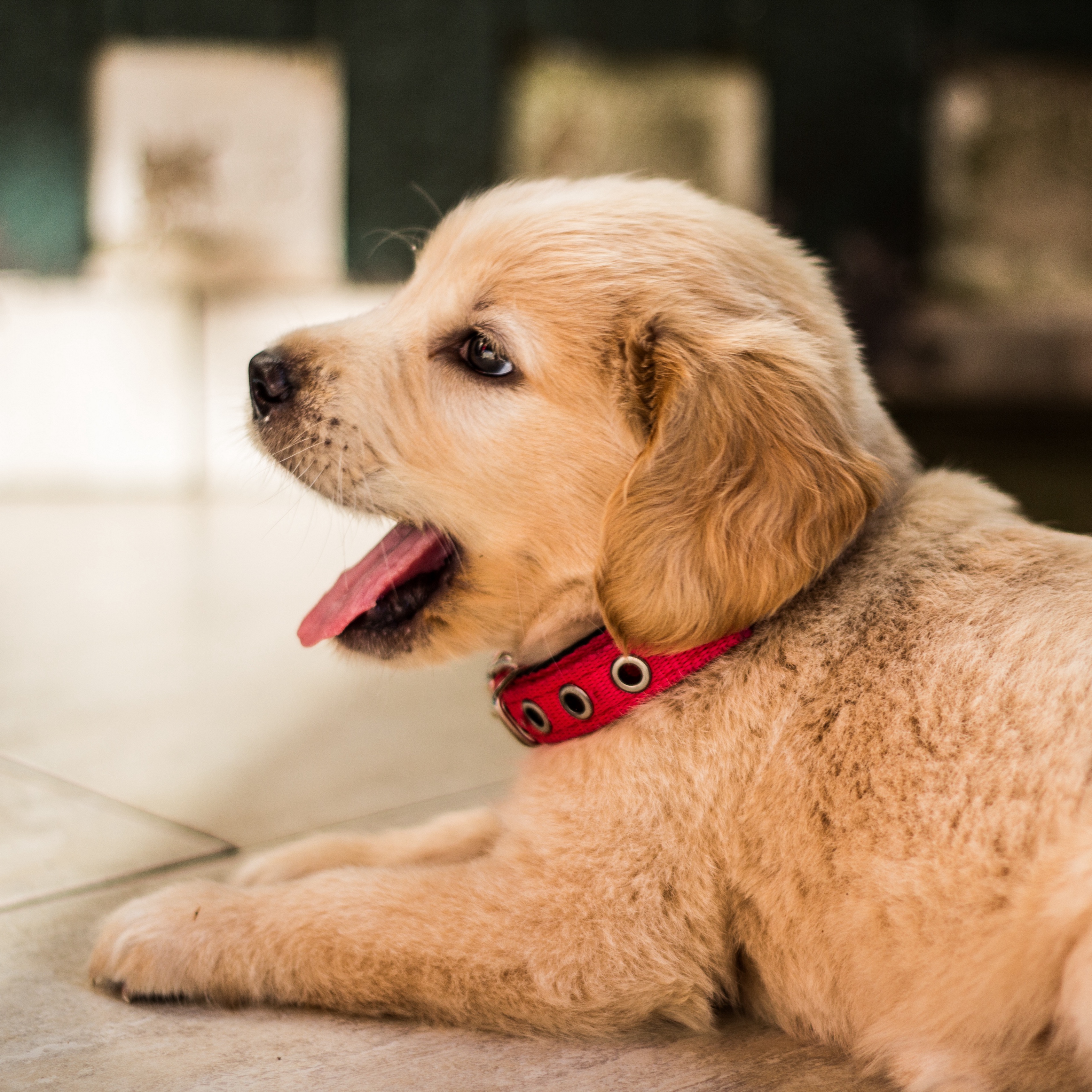 Wallpaper Golden Retriever, Puppy, Lying, Collar - Photography Golden Retriever Dog Hd , HD Wallpaper & Backgrounds