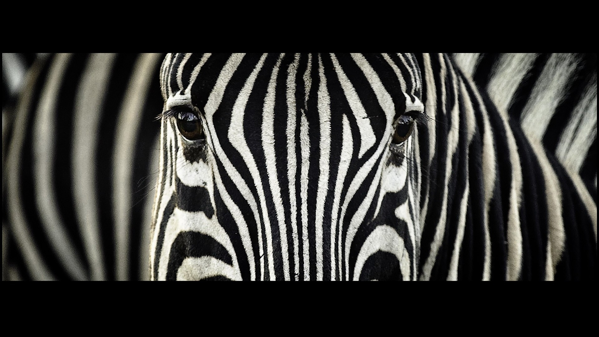 High Resolution Zebra Images Black And White , HD Wallpaper & Backgrounds