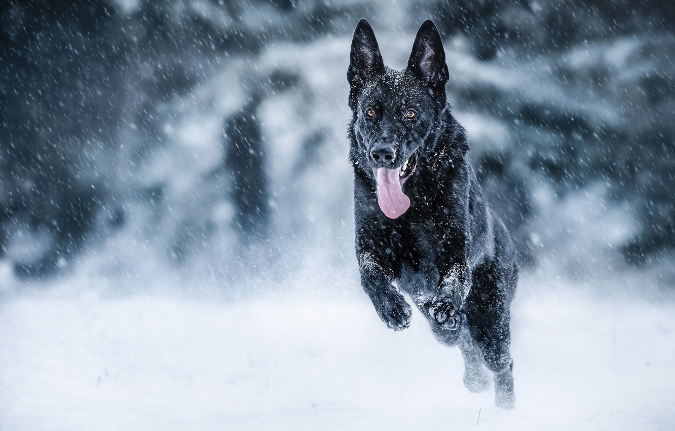 Photo Wallpaper Winter, Language, Snow, Mood, Dog, - Black German Shepherd Winter , HD Wallpaper & Backgrounds