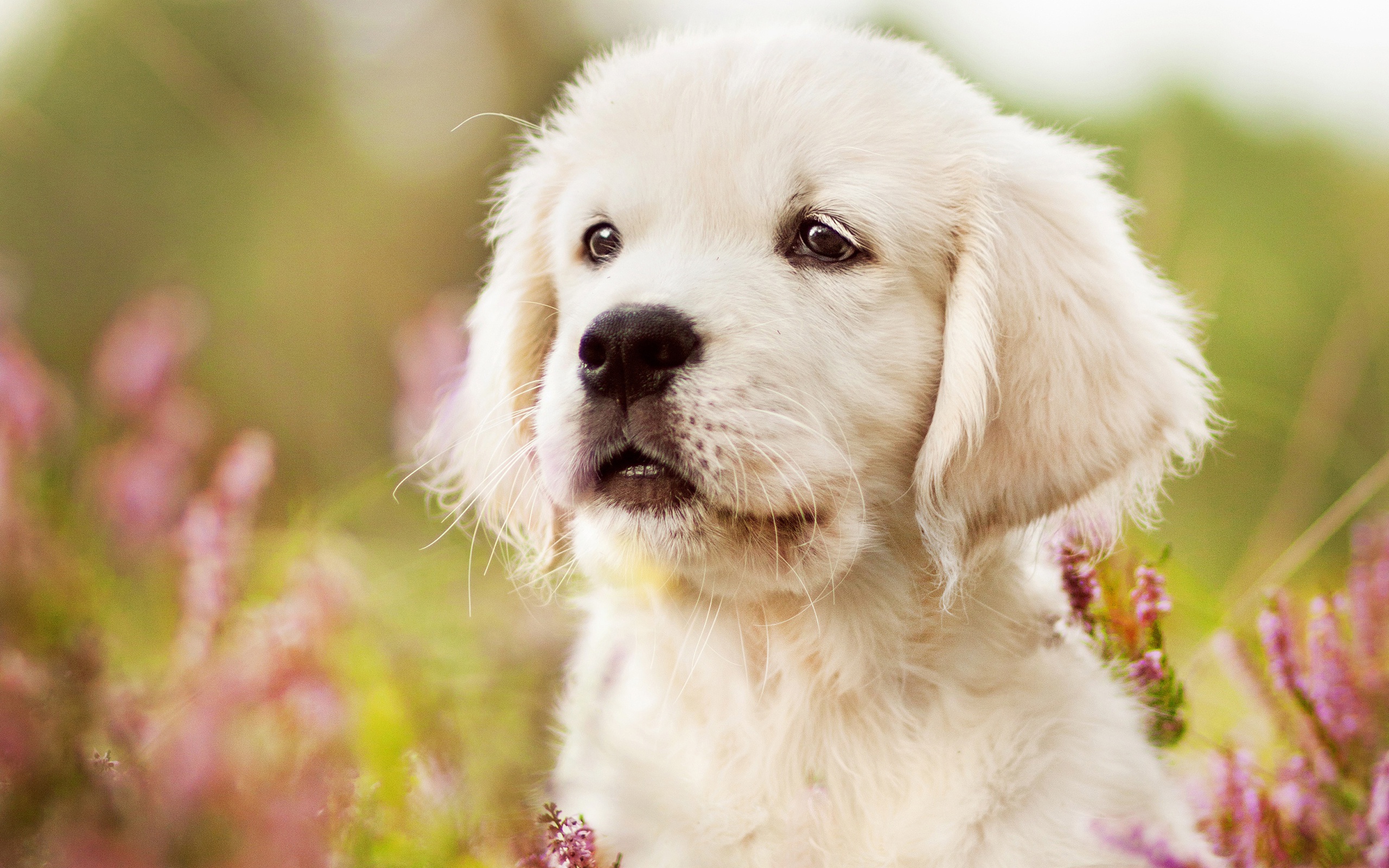 Wallpaper Of Baby Animal, Dog, Golden Retriever, Pet, - Golden Retriever Puppy Backgrounds , HD Wallpaper & Backgrounds