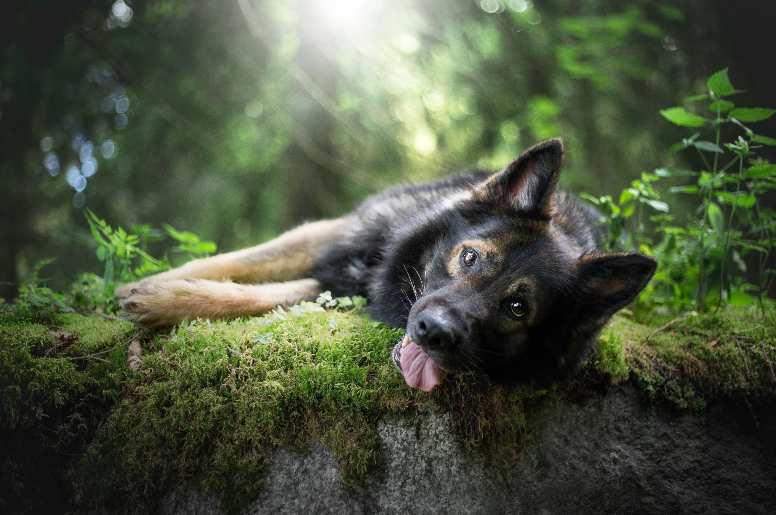 German Shepherd Dog, Lying Down, Grass, Bokeh, Funny , HD Wallpaper & Backgrounds
