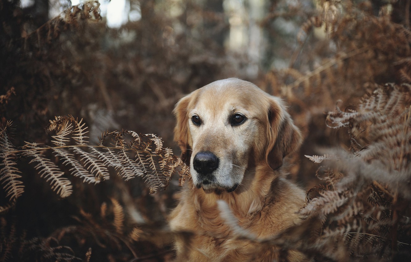 Photo Wallpaper Forest, Face, Dog, Fern, Golden Retriever, - Golden Retriever , HD Wallpaper & Backgrounds