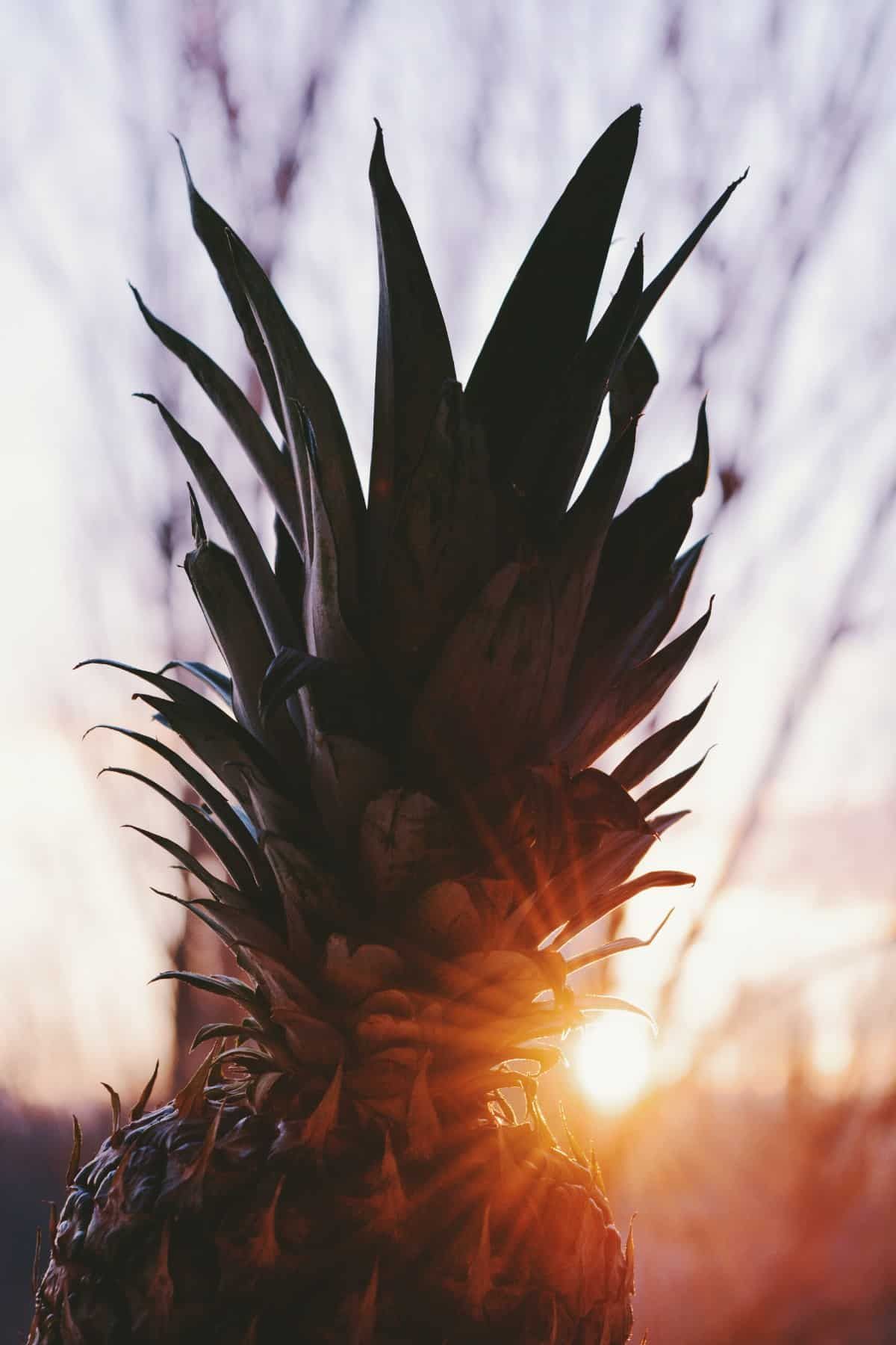 Photography Pineapples , HD Wallpaper & Backgrounds
