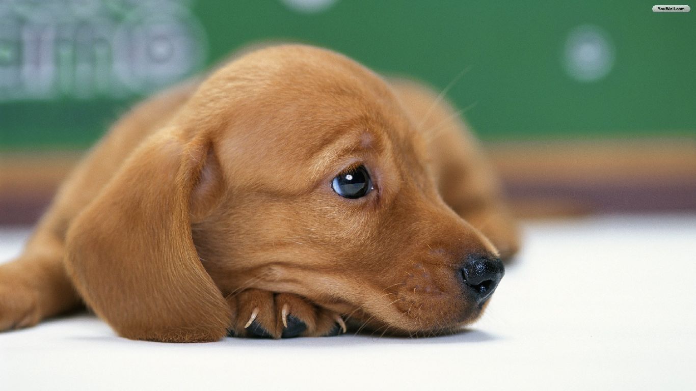 Mini Dachshund Puppy Brown , HD Wallpaper & Backgrounds
