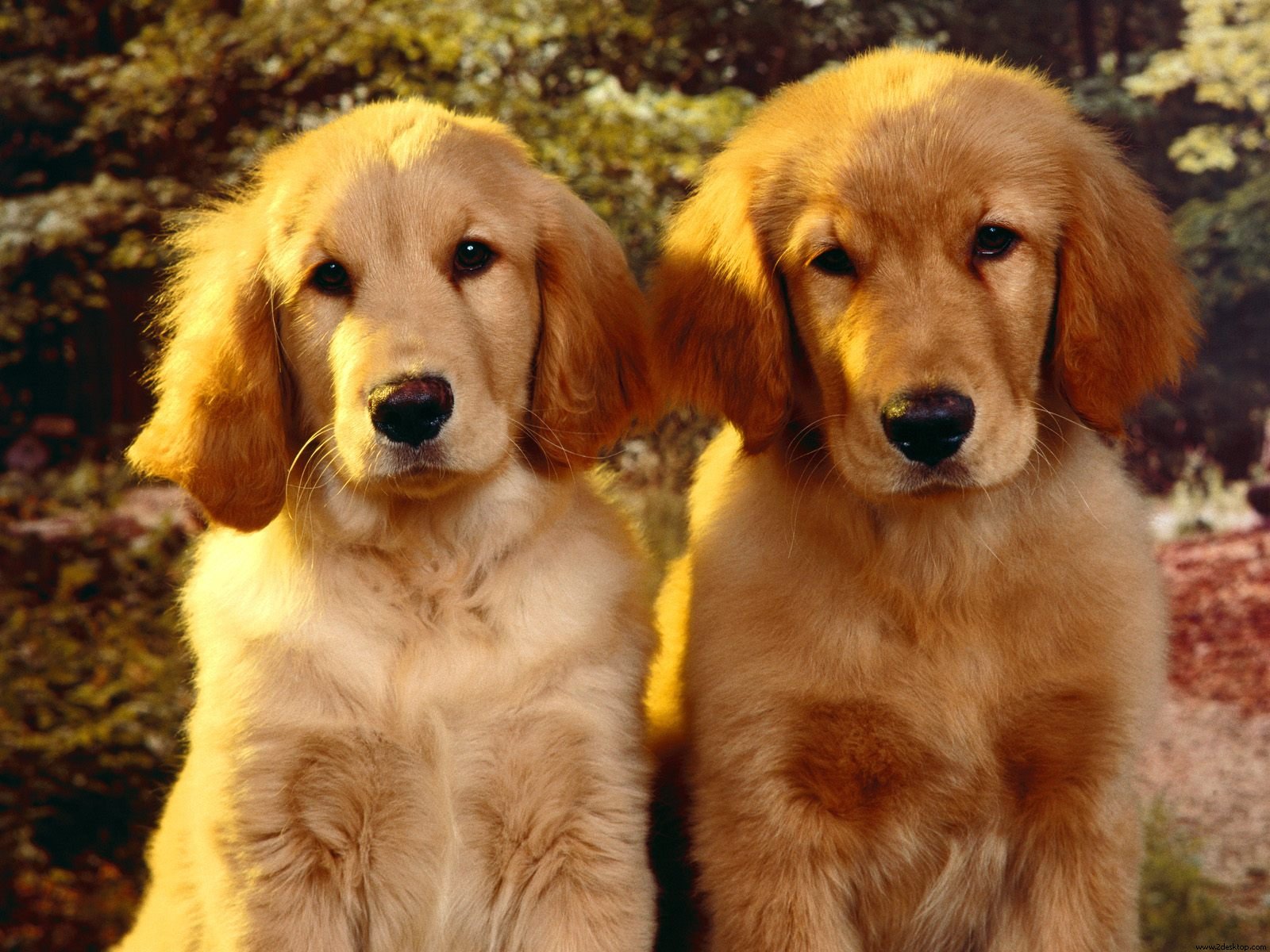 Golden Retriever Wallpaper , HD Wallpaper & Backgrounds