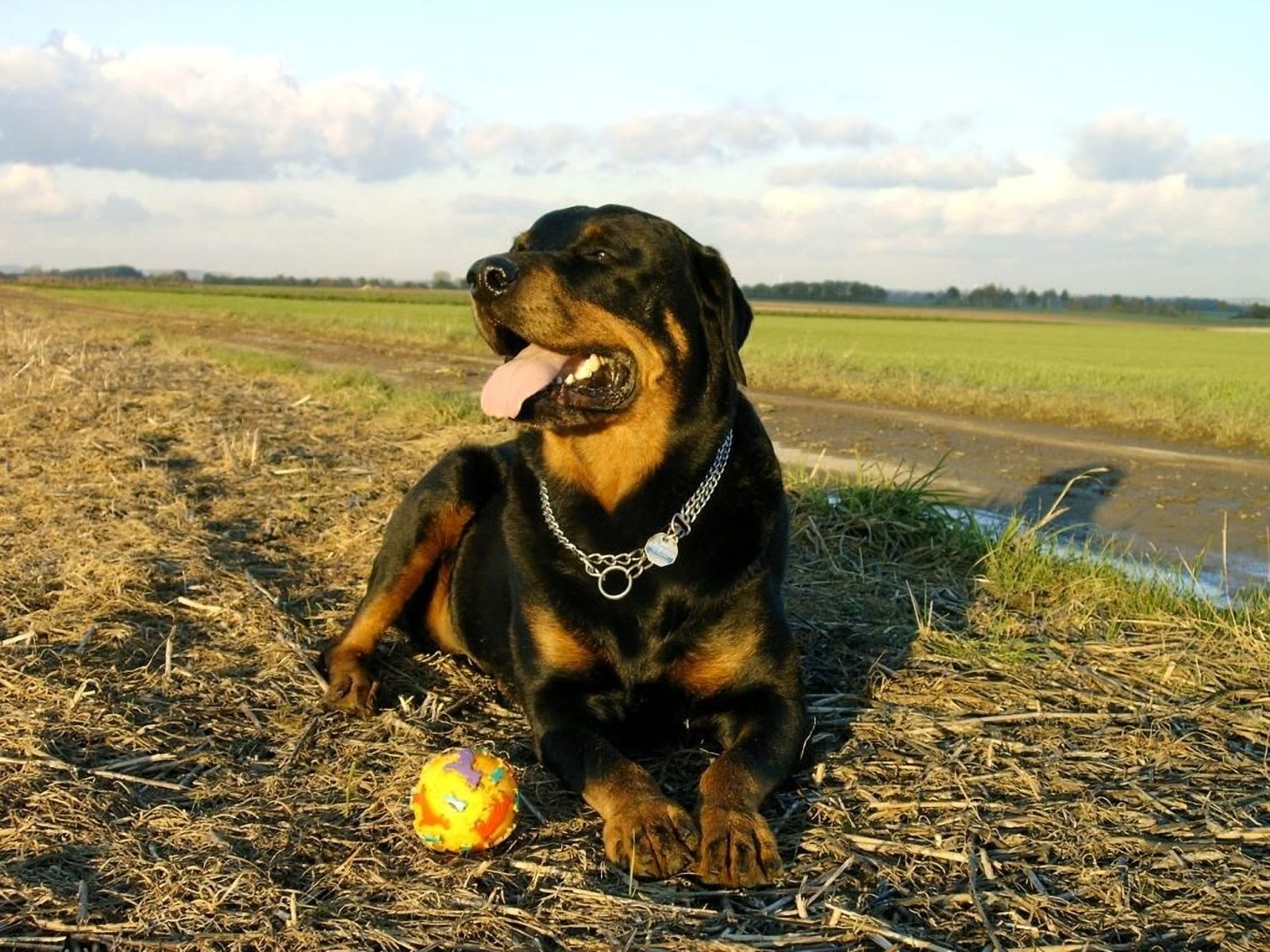 Rottweiler Puppies Wallpaper Hd Wide Wallpaper Hivewallpaper
large - Juguetes Para Perros Rottweiler , HD Wallpaper & Backgrounds