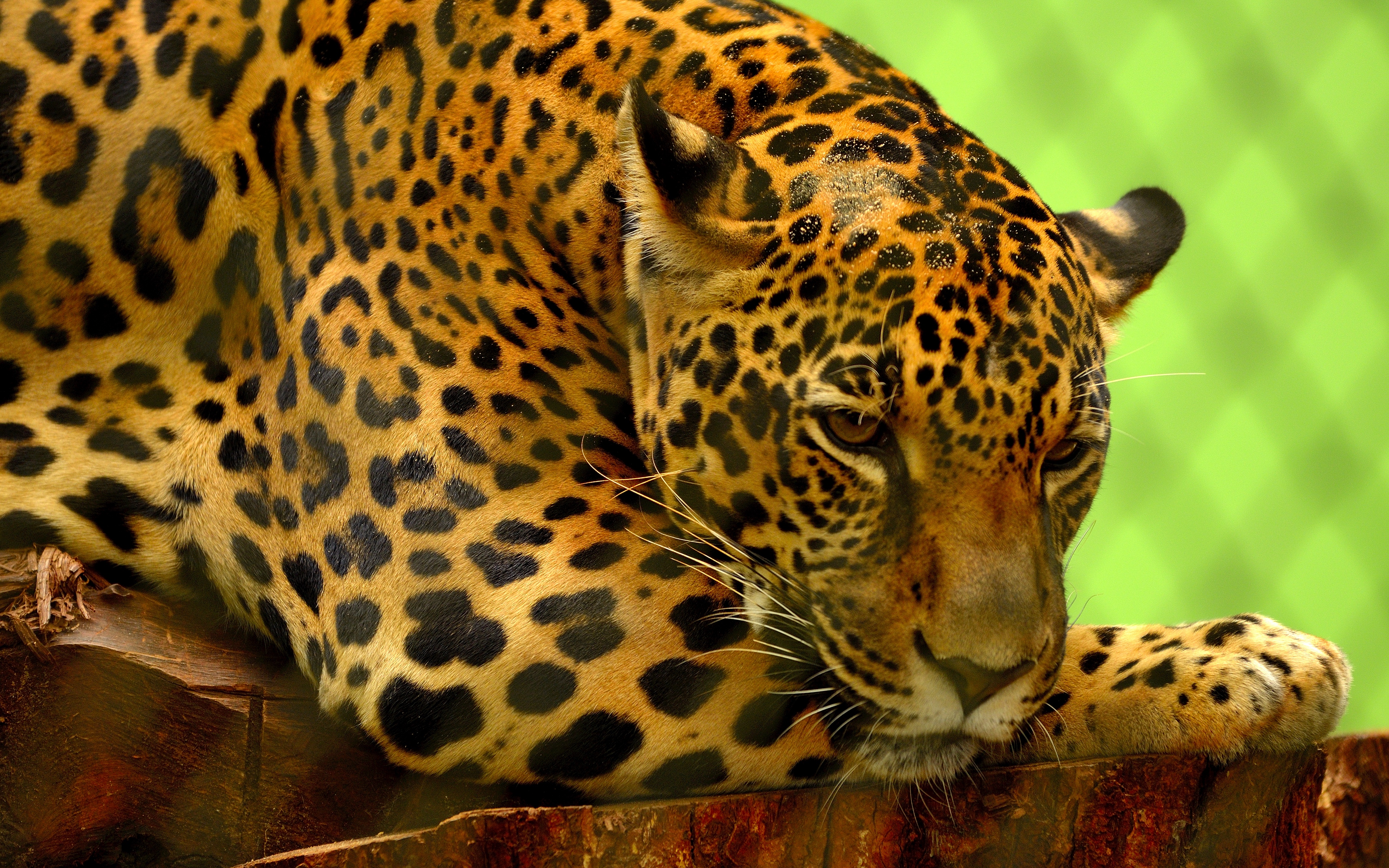 Wallpaper Jaguar, Predator, Lying, Muzzle - Jaguar Animal , HD Wallpaper & Backgrounds