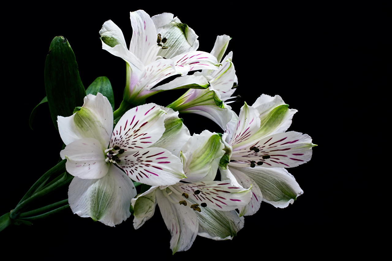 White Flowers On Black Background , HD Wallpaper & Backgrounds