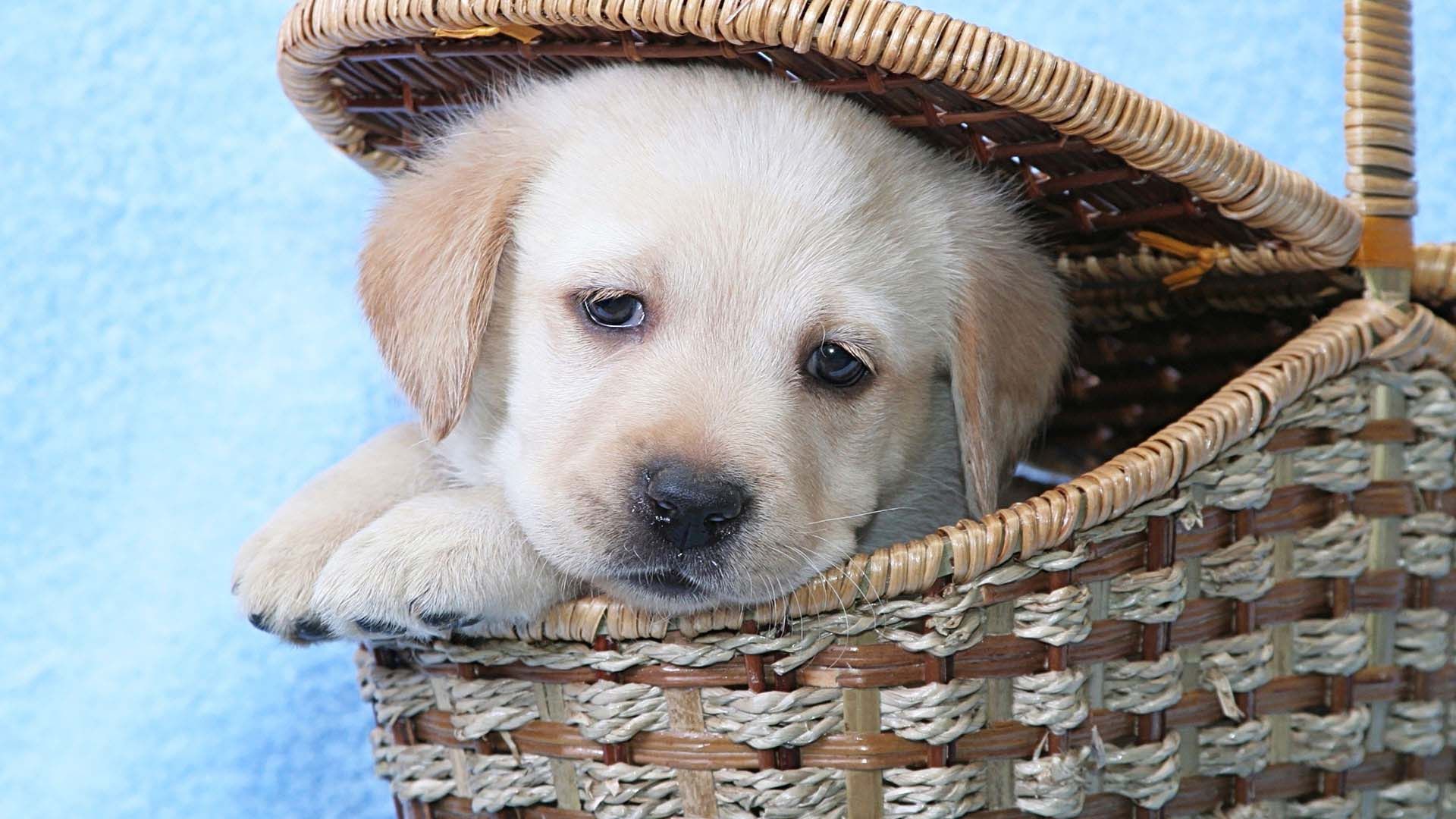 Golden Retriever Puppy In A Basket 01 Wallpaper - Golden Retriever Cute Puppy , HD Wallpaper & Backgrounds