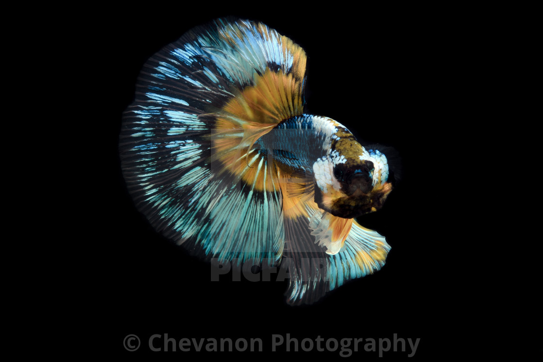 The Art Of Siamese Fighting Betta Fish Movement Black - Marine Invertebrates , HD Wallpaper & Backgrounds
