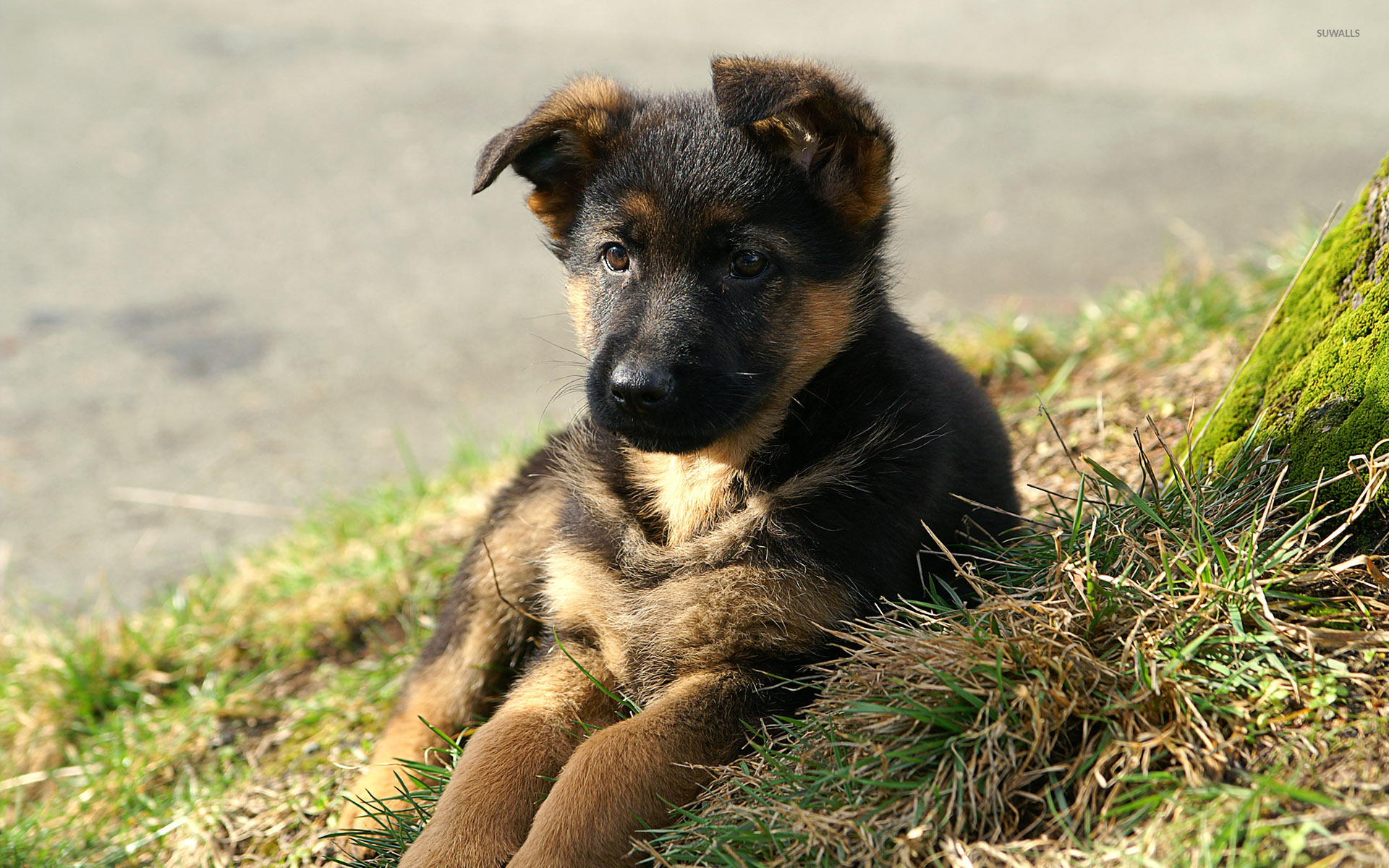 German Shepherd Puppies Hd , HD Wallpaper & Backgrounds