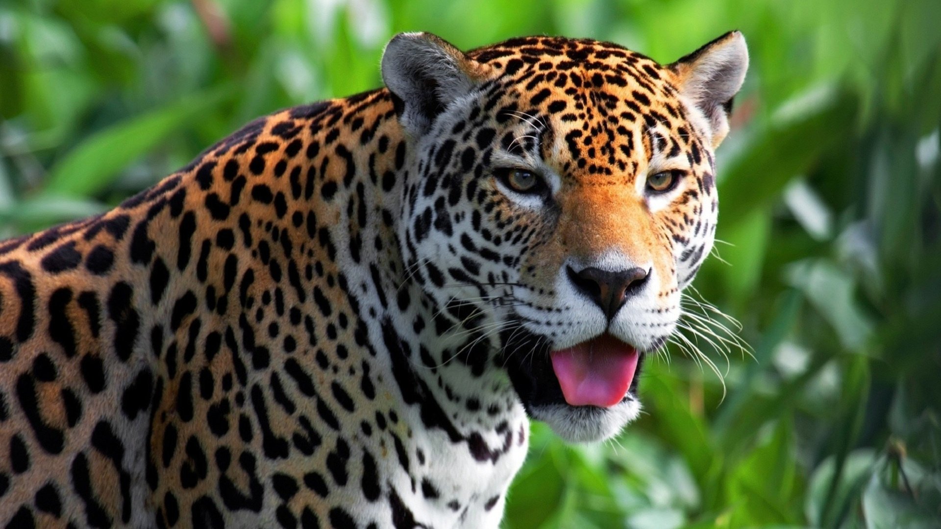Jaguar Animal , HD Wallpaper & Backgrounds