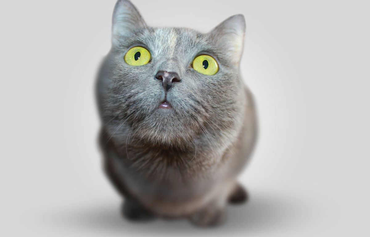 Live Wallpaper Hd Download Cat Animal Eyes Grey - Free Cat , HD Wallpaper & Backgrounds