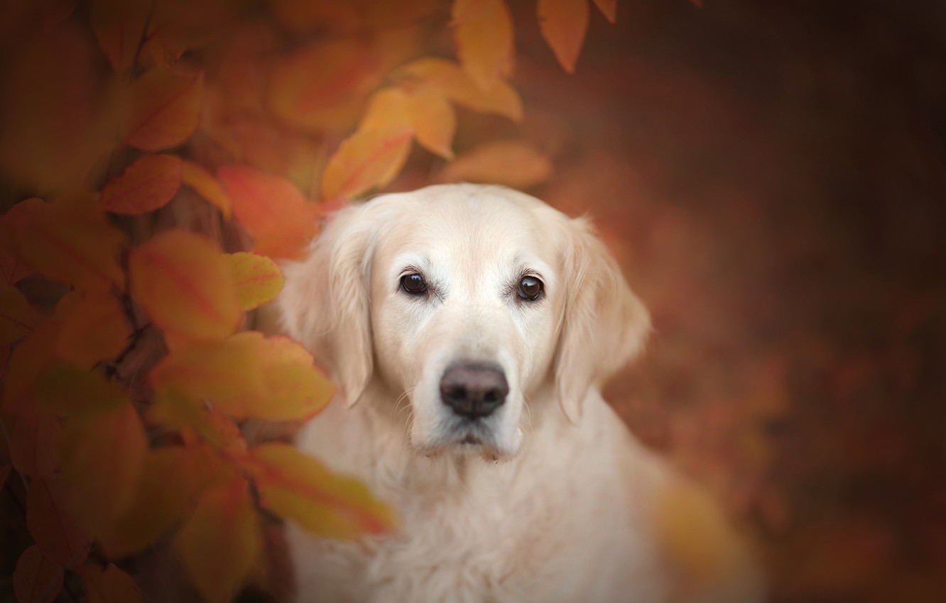 Photo Wallpaper Autumn, Look, Face, Leaves, Dog, Bokeh, - Golden Retriever 8k , HD Wallpaper & Backgrounds
