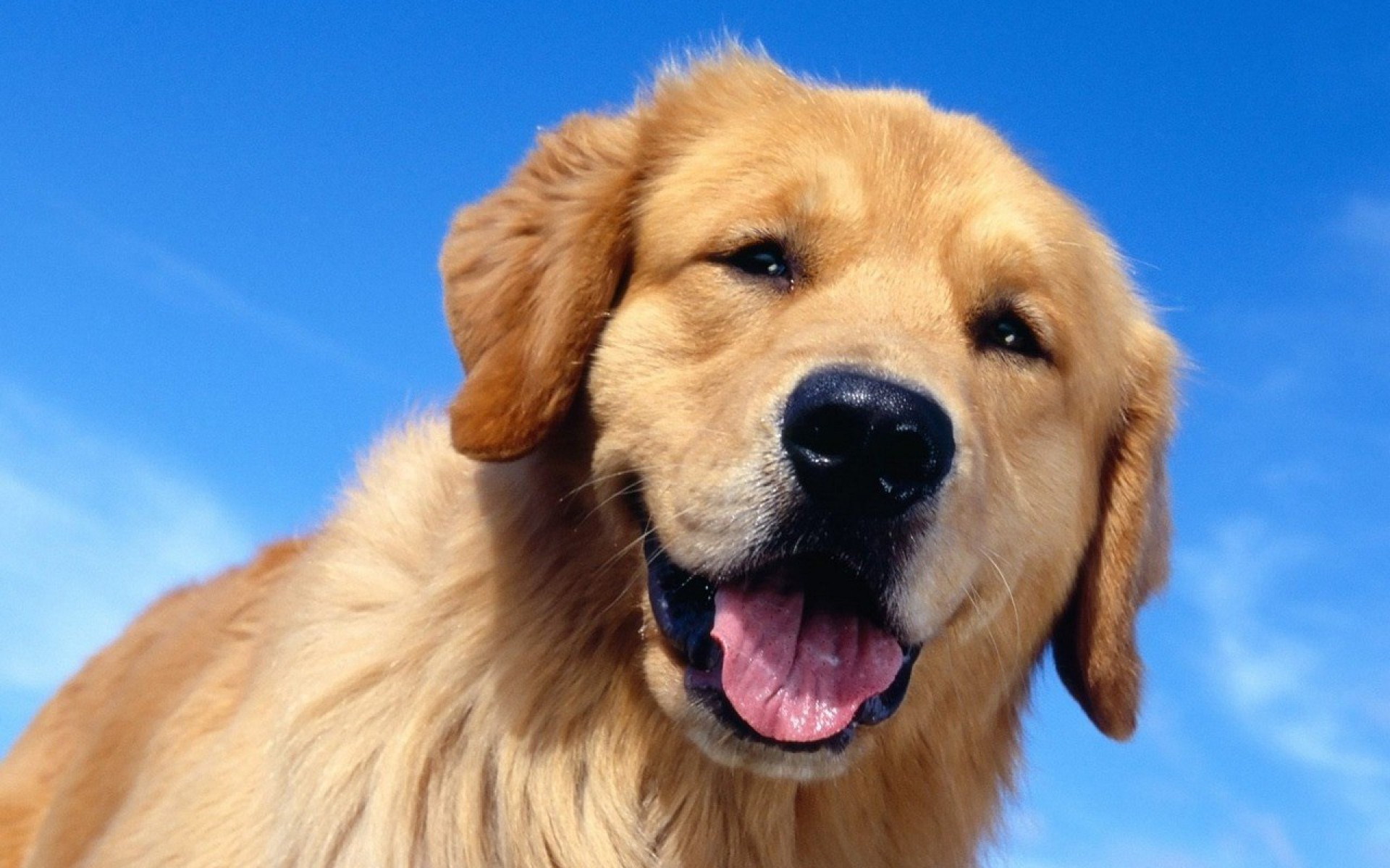 Golden Retriever Wallpaper , HD Wallpaper & Backgrounds