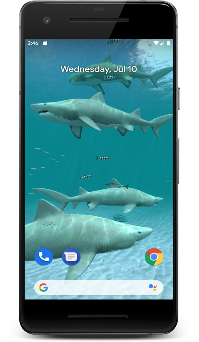 Tiger Shark , HD Wallpaper & Backgrounds