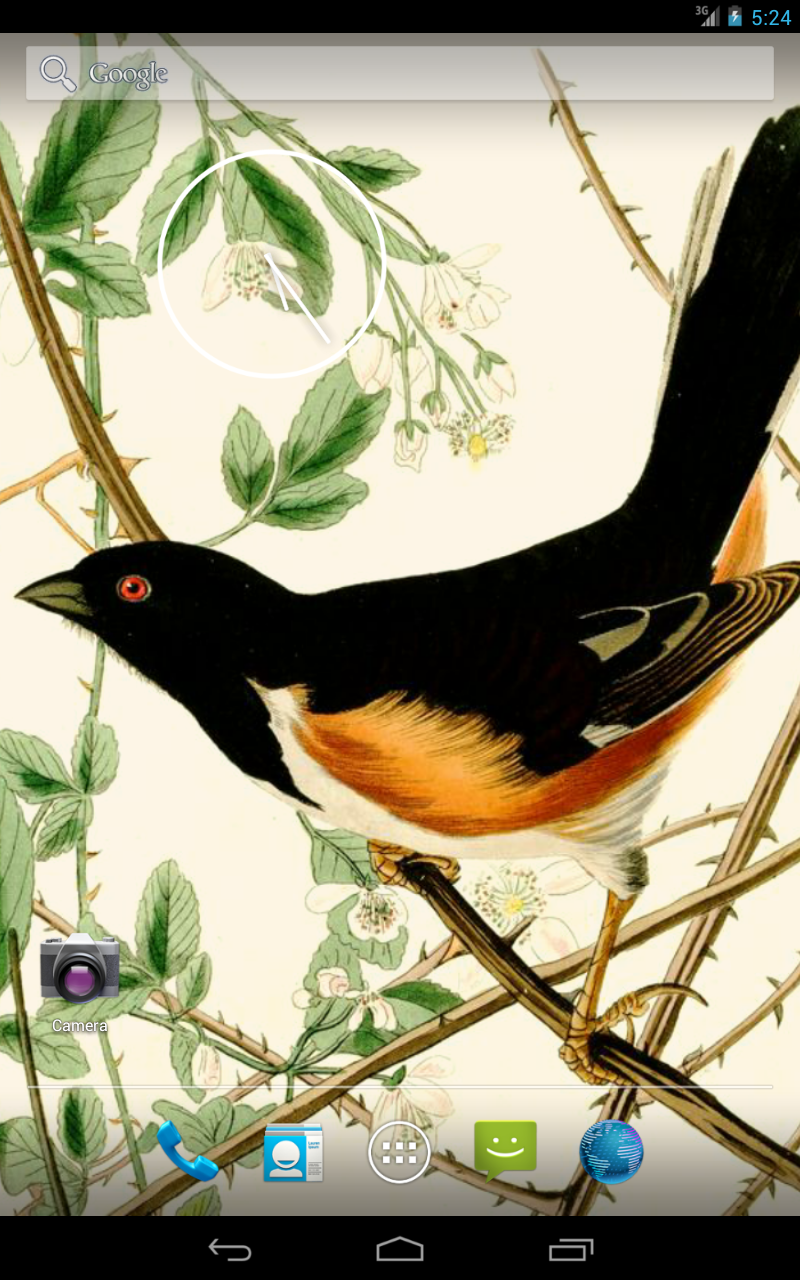 Towee Bunting By James Audubon , HD Wallpaper & Backgrounds