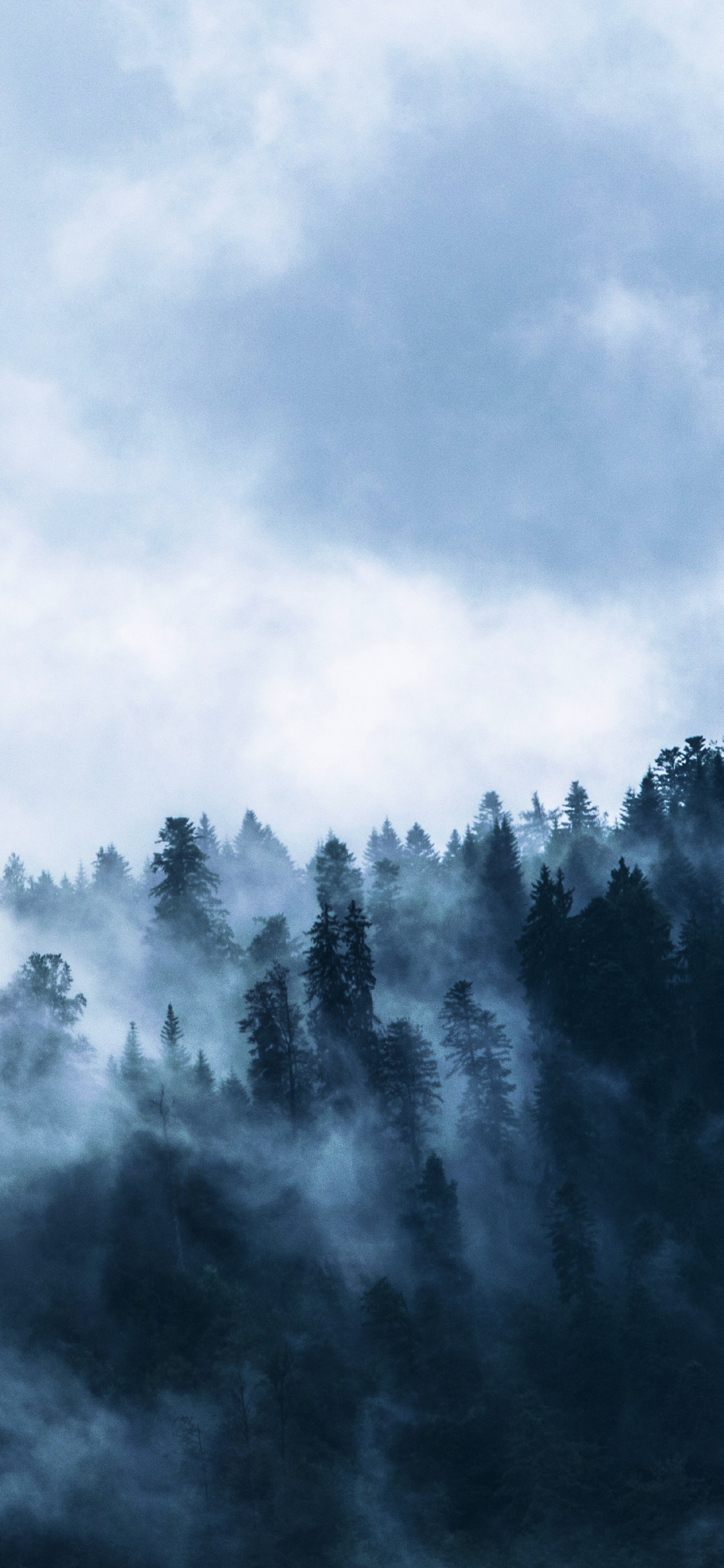 Fog, Misty Day, Forest, Horizon, Wallpaper , HD Wallpaper & Backgrounds
