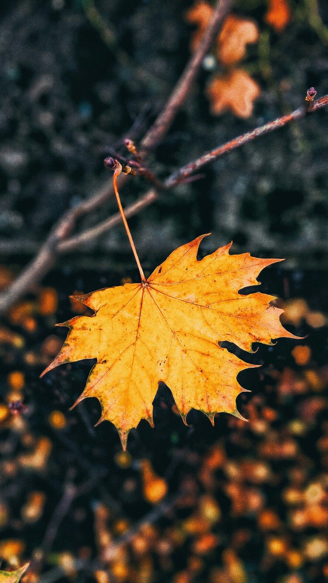 Beautiful Wallpaper For Phone, Nature Wallpaper, Fall - Beautiful Wallpaper For Mobile Screen , HD Wallpaper & Backgrounds