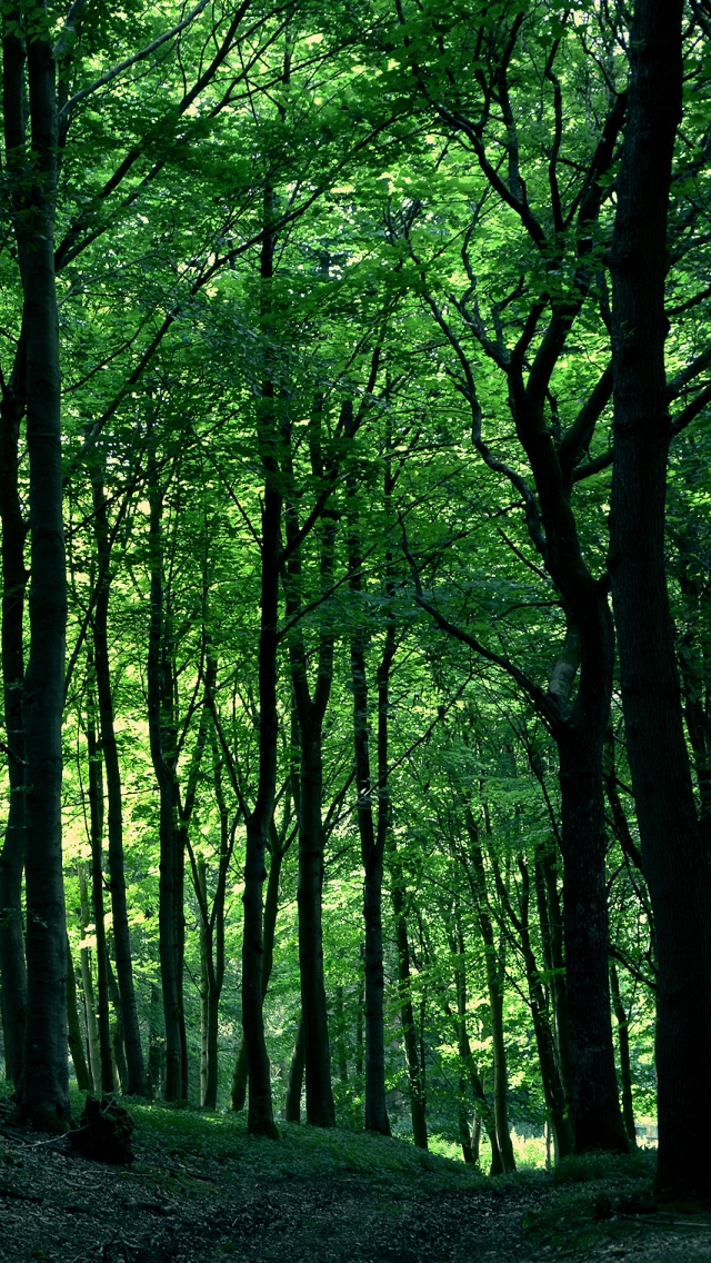 Green Forest Tree Iphone 5s Wallpaper - Forest Tree Backgrounds , HD Wallpaper & Backgrounds