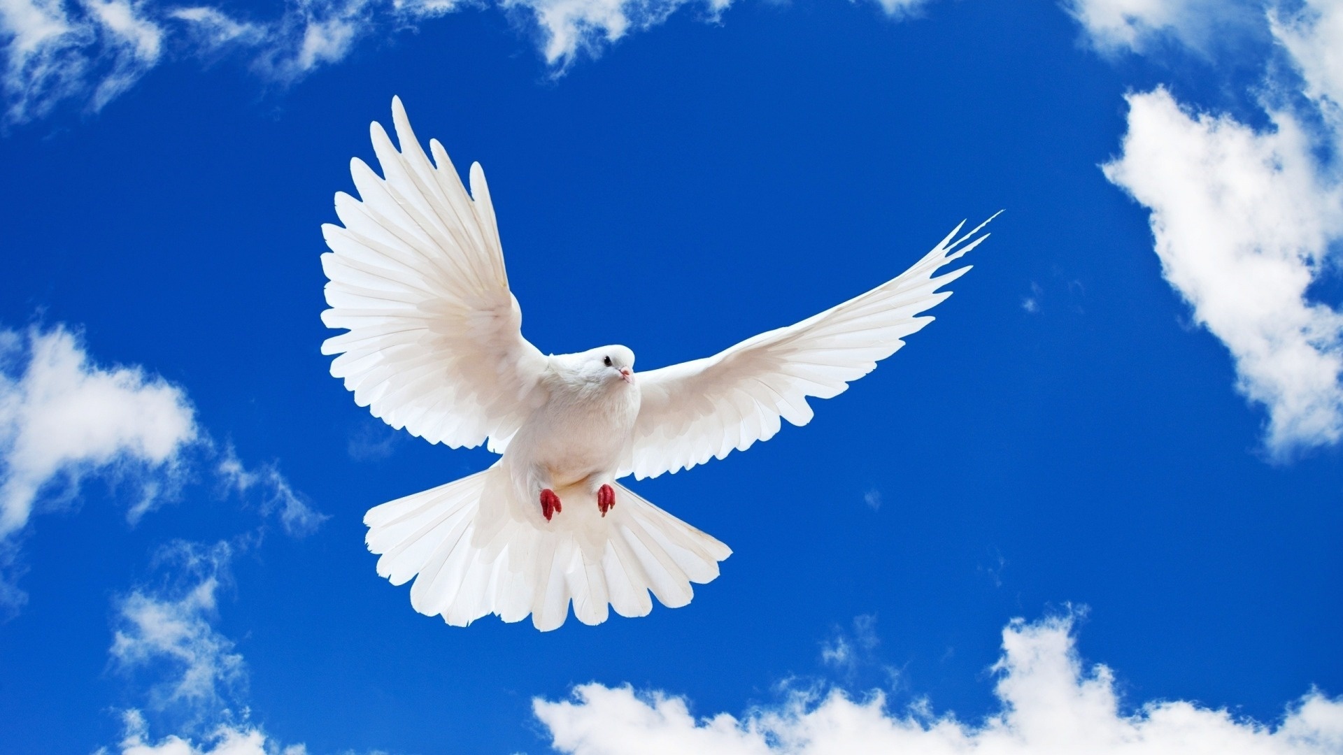 Bird Of Peace Background 1080p,birds Hd Wallpaper For - Background Bird Image Hd , HD Wallpaper & Backgrounds